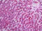APOC3 / Apolipoprotein C III Antibody (N-Terminus)